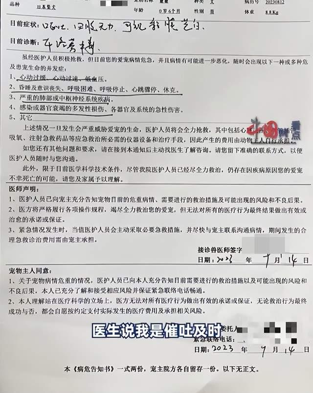 柴犬误食70粒布洛芬主人花5千救回，主人：灌了大量肥皂水，医生说好在催吐及时，上月还偷吃巧克力送医5