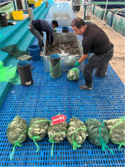 刚刚捕捞的新疆雪蟹，即将通过空运和冷链运输送到消费者手中。通讯员 小龙 摄