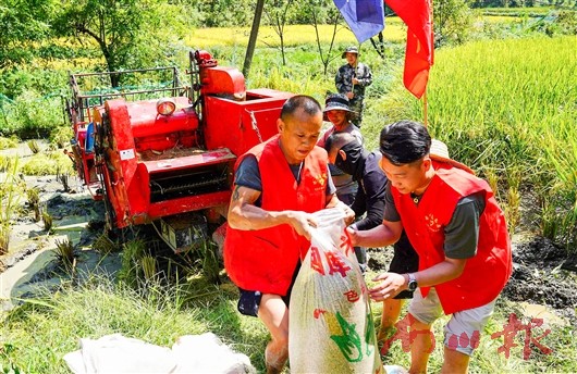 志愿者帮助农户装运水稻。记者 黎明 摄