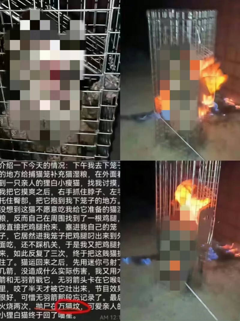河南发布虐猫视频的学生被开除学籍！曾详细描述虐猫经过