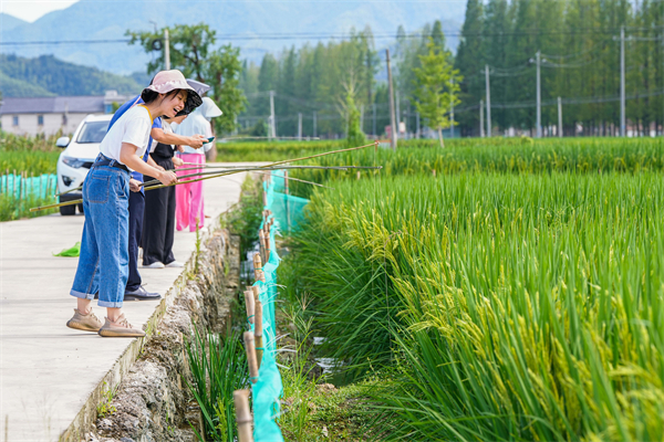 游客在太阳镇综合种养水稻田里体验钓稻蛙的乐趣。新华社记者 徐昱 摄