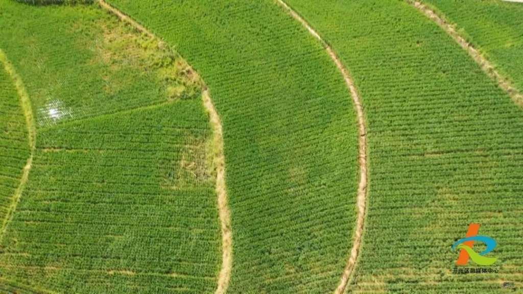 开州区10万亩再生稻。