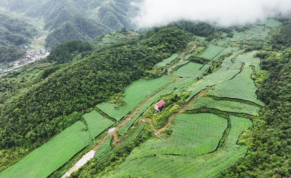 新农村吊瓜基地 