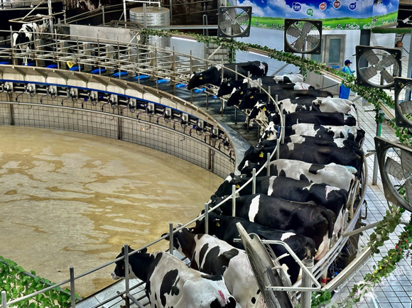 120位挤奶转盘，挤奶机器人自动位奶牛服务。华龙网记者 王庆炼 摄