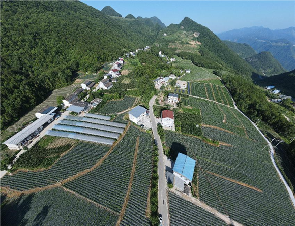 胜利乡高山蔬菜种植基地。胜利乡供图 华龙网发