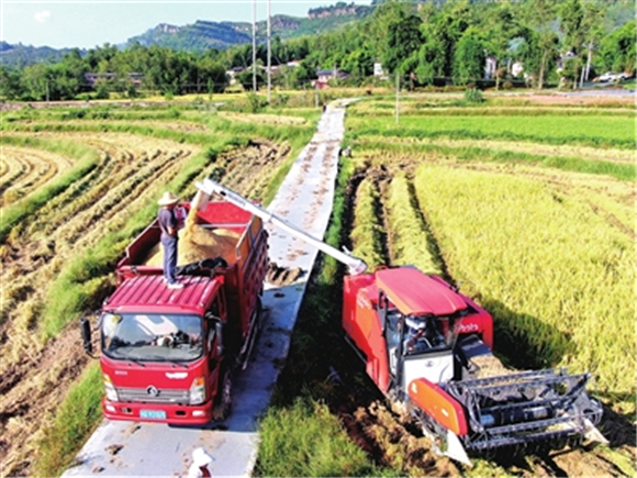 明達鎮(zhèn)紅八村，收割機將稻谷卸入轉(zhuǎn)運車。記者 鄭君興 供圖