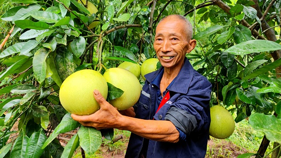 潼南宝龙镇的柚子即将成熟。潼南区委宣传部供图  华龙网发