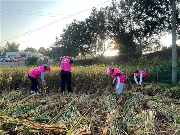 巾帼志愿者们正在稻田里忙碌。 璧山区妇联供图