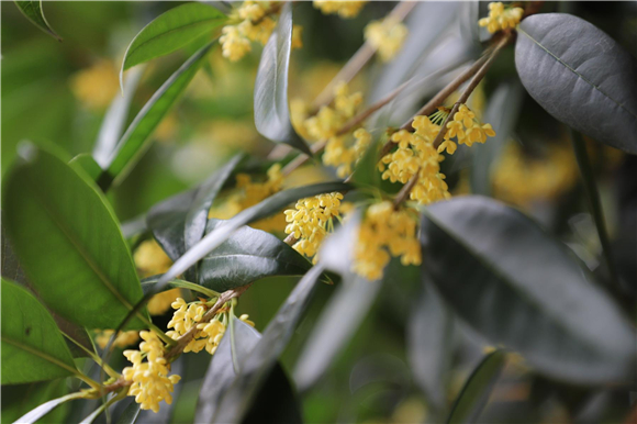 Sweet osmanthus in full bloom. (Photographed by Chen Hui)