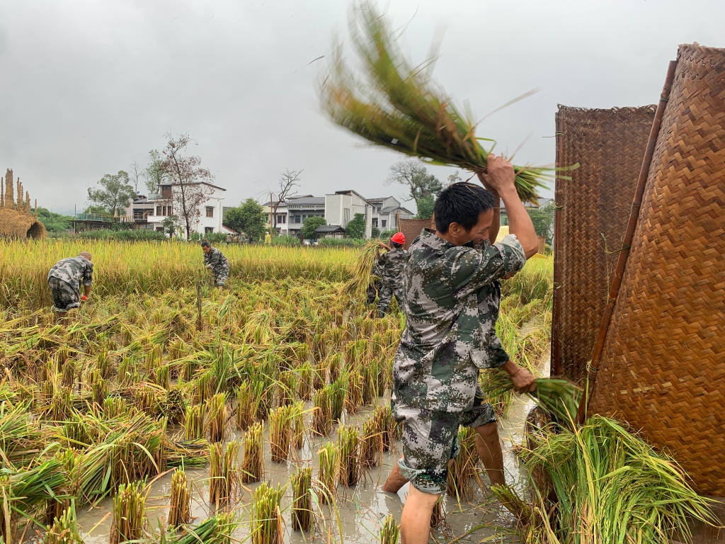 水稻收割比赛火热进行中。记者 欧武夷 摄