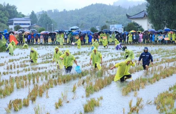 游客和群众参与稻田抓鱼比赛。通讯员 熊伟 摄