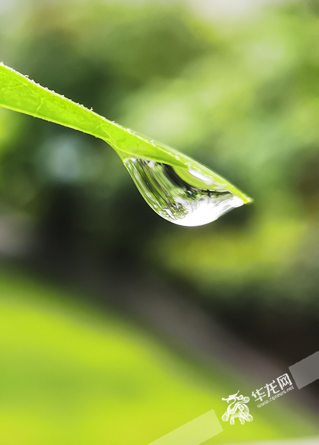 树叶上的雨滴晶莹剔透。华龙网 首席记者 李文科 摄