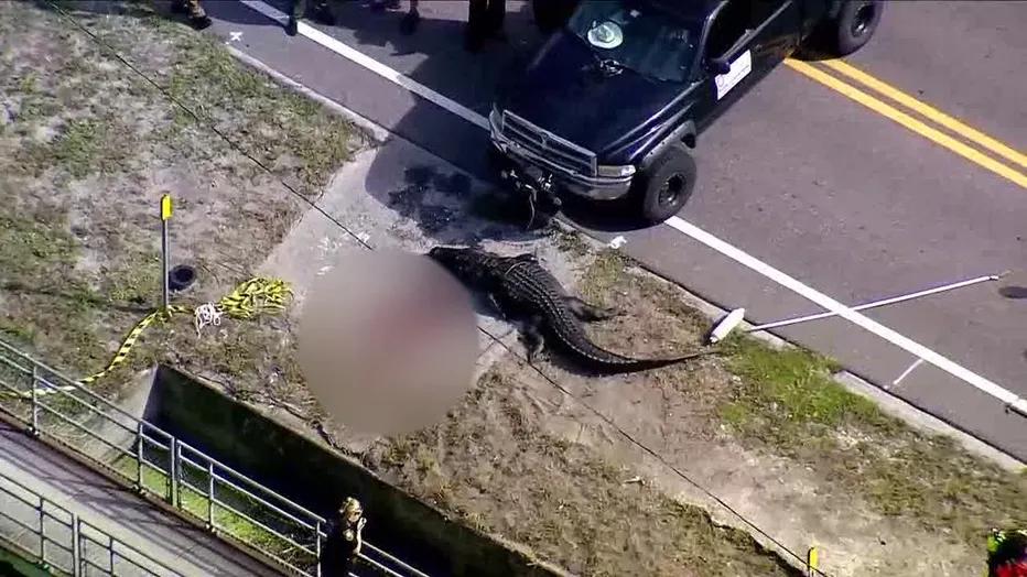 4米多长巨型鳄鱼被发现在路边“吃人”：现场有一大摊血，受害者身份已确认1