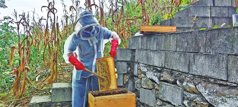 蜂农采蜜。记者 王一竹 摄