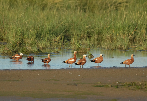 一群赤麻鸭在河北省秦皇岛市北戴河区沿海湿地觅食。新华社记者 杨世尧 摄