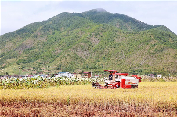 当地正在组织干群全力抢收受灾水稻。华龙网记者 李燊 摄