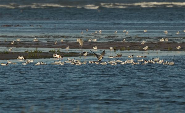 一群水鸟在河北省秦皇岛市北戴河区沿海湿地觅食。新华社记者 杨世尧 摄