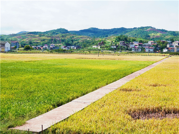 积水退去，阳光照射下的稻田。巫山县融媒体中心记者 陈久玲 摄