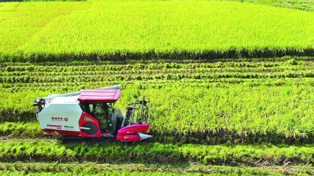收割机在涪陵区龙潭镇水稻种植基地收割稻谷。记者 夏雷 摄