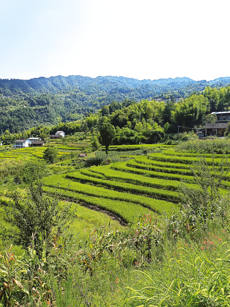 碗家村高山生态优质水稻基地。