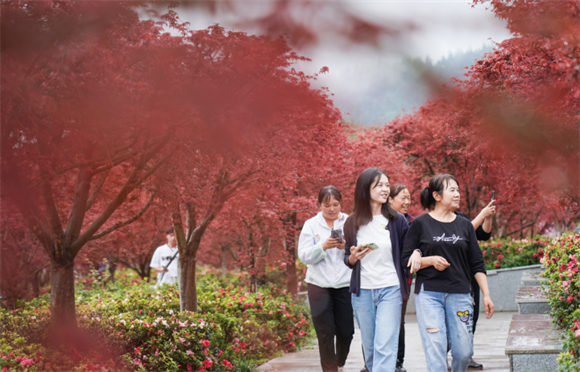 游客漫步在红枫林中。记者 方霞 摄