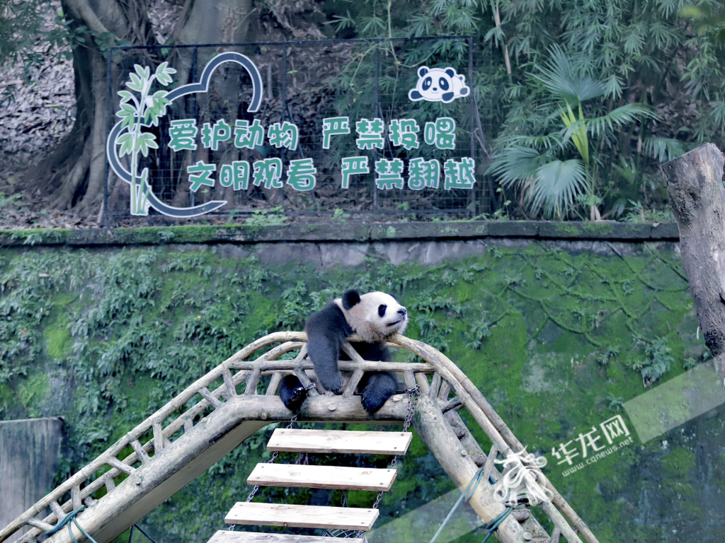 憨态可掬的大熊猫。华龙网记者 陈洋 摄