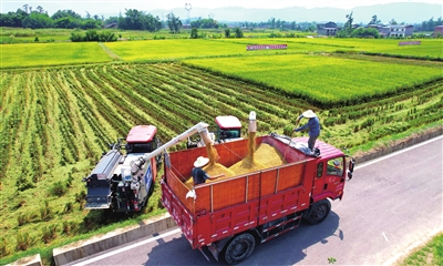 近日，星桥镇两路村，农机手将收割机里的稻谷输送进转运车里。 记者 向成国 摄
