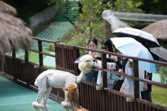 游客与动物近距离互动。涪陵交旅集团供图 华龙网发