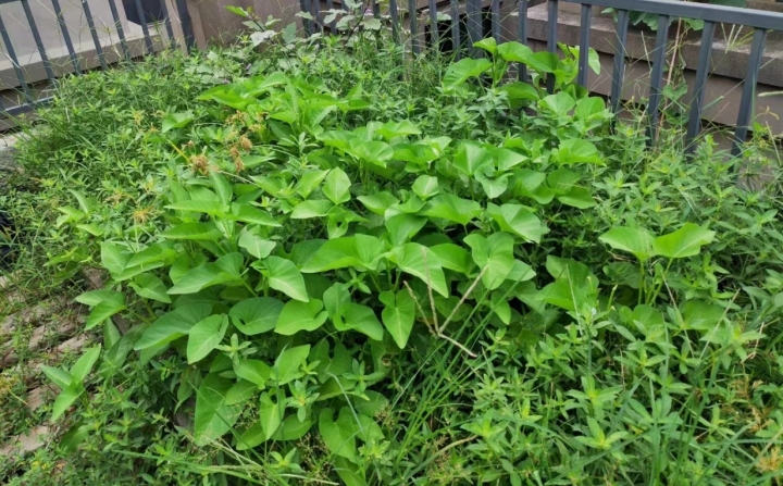 衢州多个小区松鼠成“灾”，19楼的业主也遭“空袭”，网友支招：干脆养着吧2