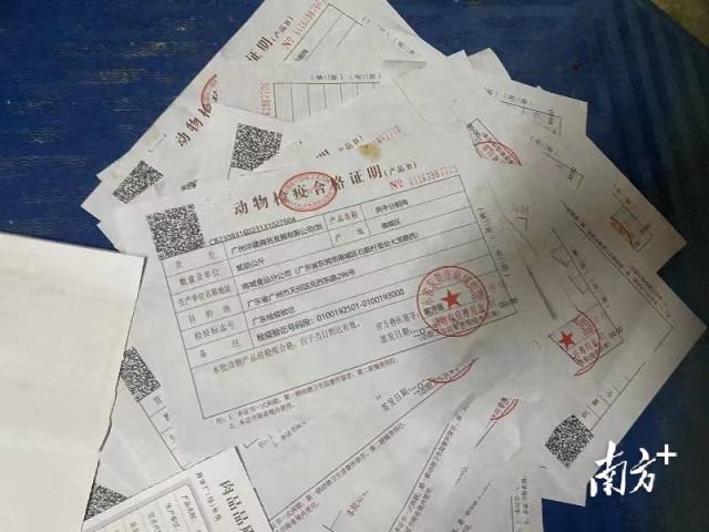 暗访调查｜起底注水牛黑窝点：活牛插管灌水入胃，牛肉流入东莞、广州市场6