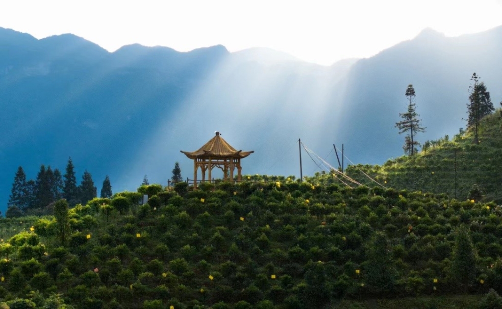 德隆镇大力发展大树茶产业。重庆市龙蝉香大树茶股份合作社 供图