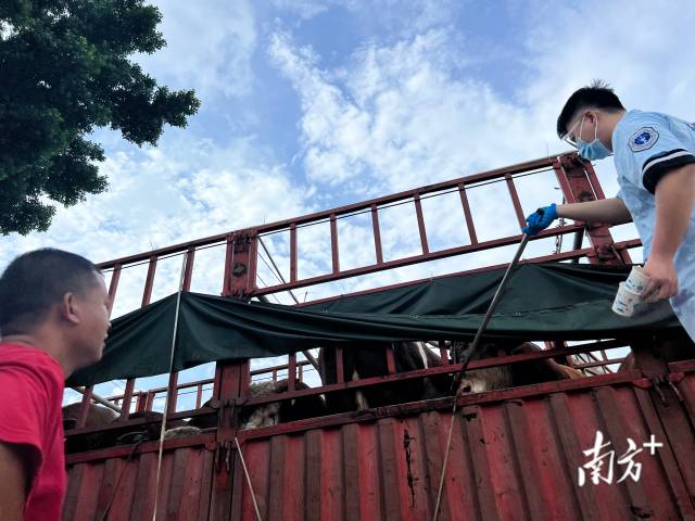 暗访调查｜起底注水牛黑窝点：活牛插管灌水入胃，牛肉流入东莞、广州市场5