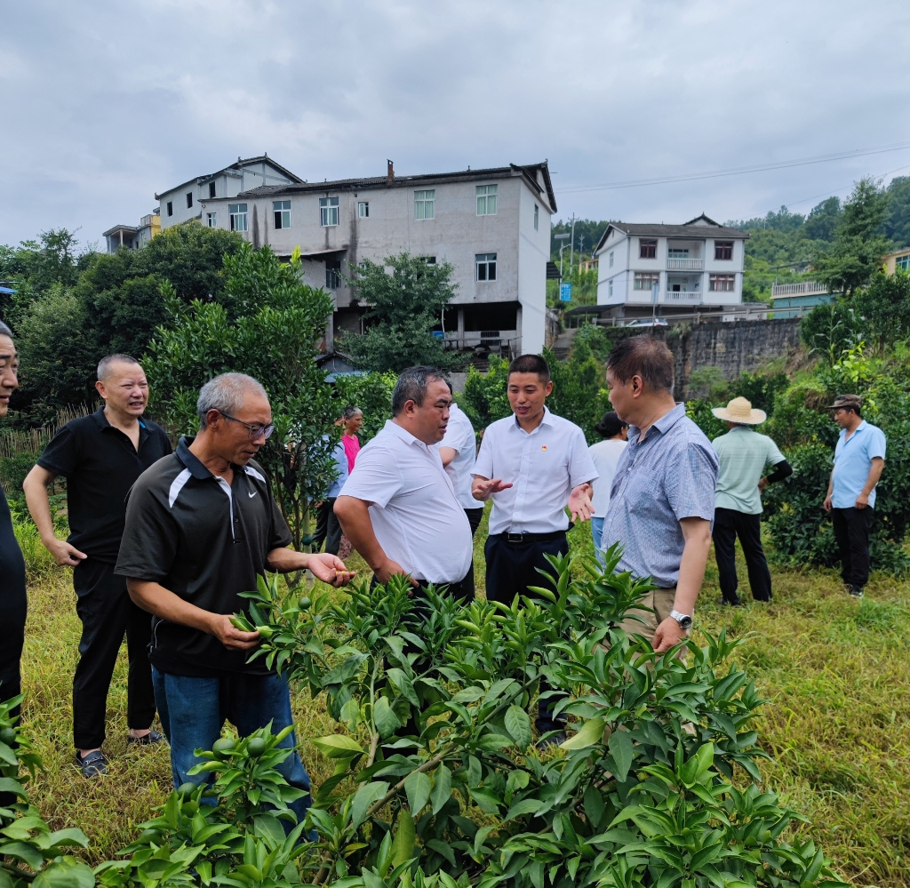 重庆农商行彭水支行邀请农业专家到善感乡柑橘种植基地向村民讲解种植技术。