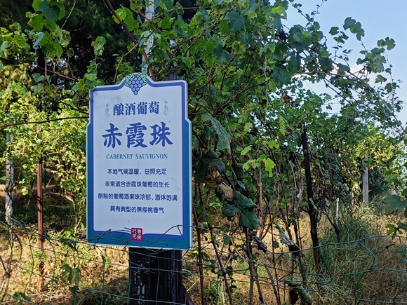 酿酒葡萄赤霞珠。蔺市街道供图