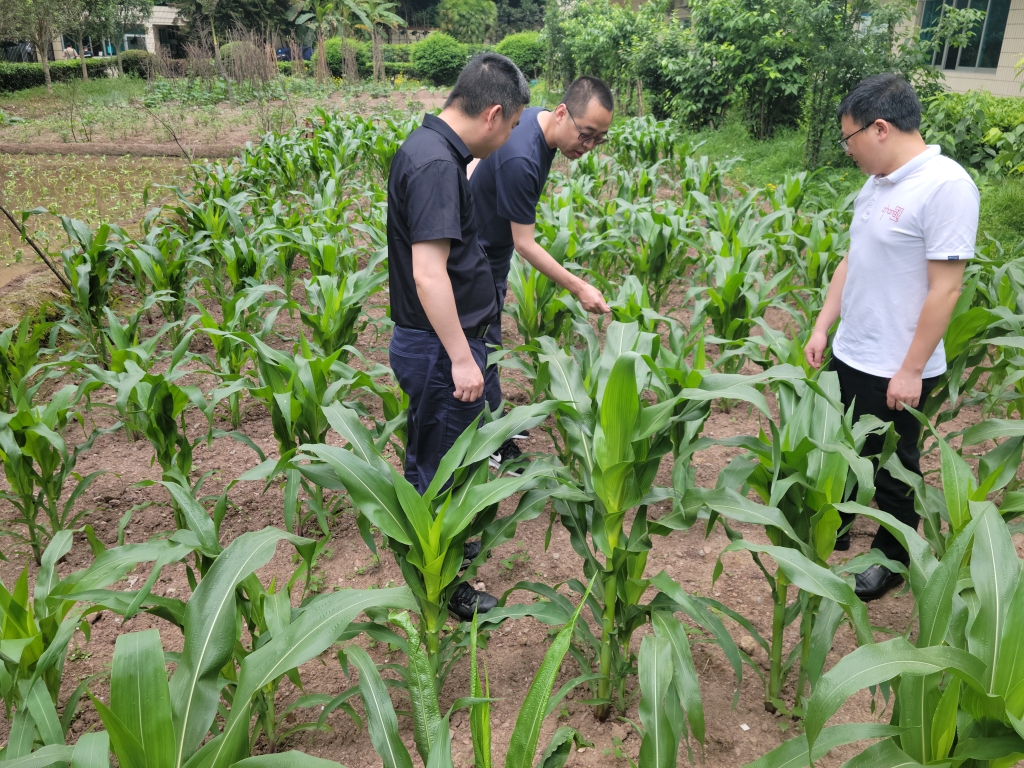 恒丰银行重庆黔江支行行长朱成深入田间地头查看农作物长势情况。