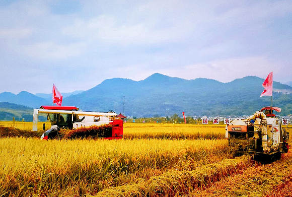 万亩单季稻迎来大面积丰收。秀山县委宣传部供图   华龙网发