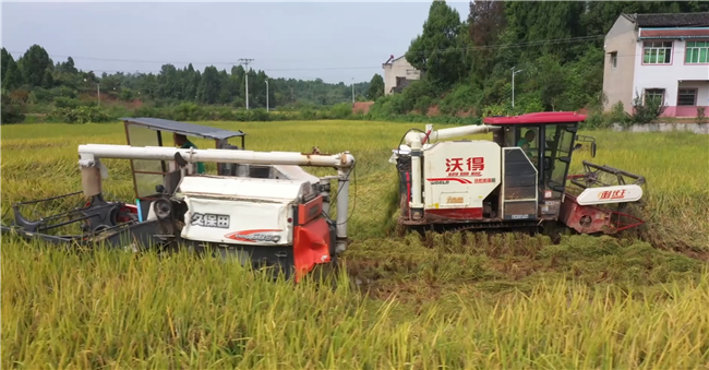 全方位解决农户水稻收割的农机需求。铜梁区融媒体中心供图