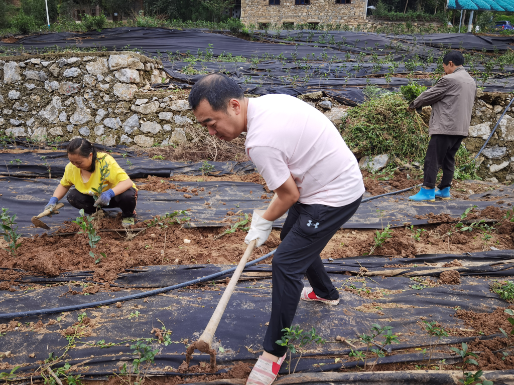 民生银行重庆分行驻城口县鸡鸣乡金岩村第一书记廖国栋和村民们在田间干活。