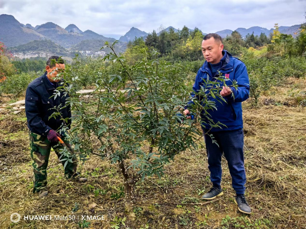 兴业银行重庆分行驻黔江区蓬东乡麻田村任村第一书记与村民一起查看花椒树长势。