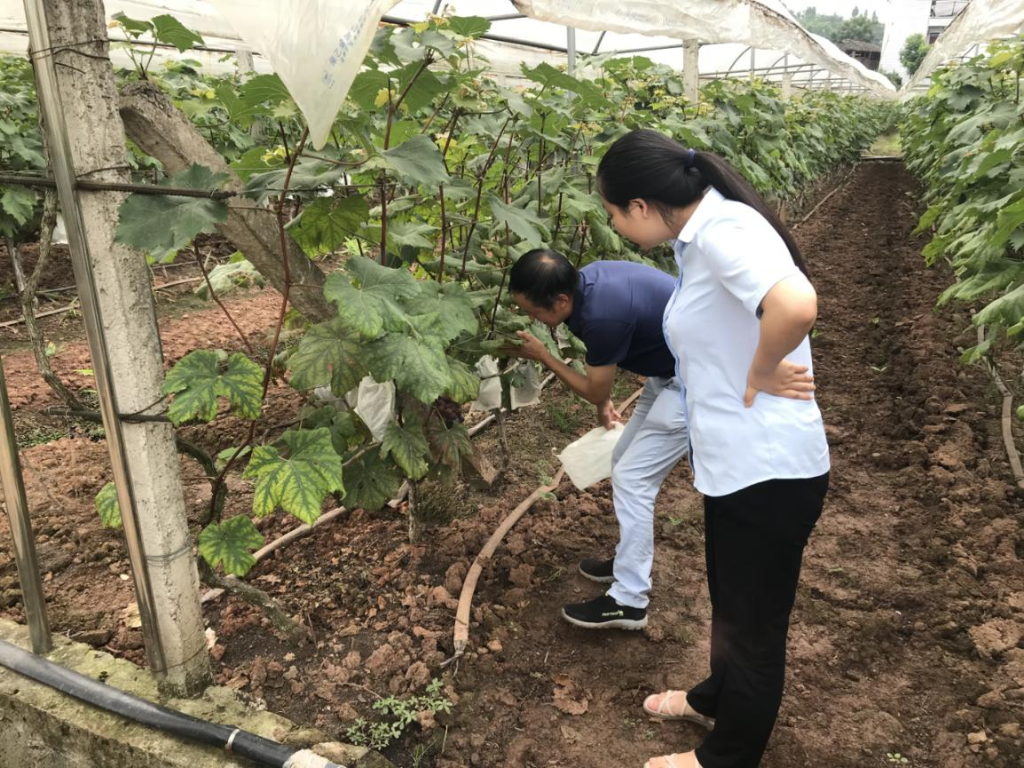 图为潼南民生村镇银行客户经理走进葡萄园查看葡萄长势。