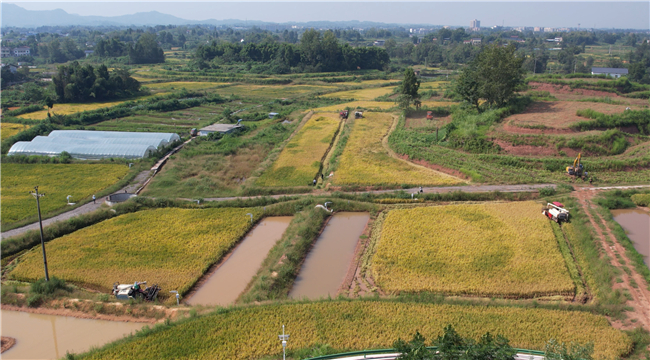 石河村高标准农田上千亩水稻已经成熟。铜梁区融媒体中心供图