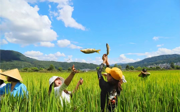 村民在田里抓稻花鱼。秀山县委宣传部供图   华龙网发