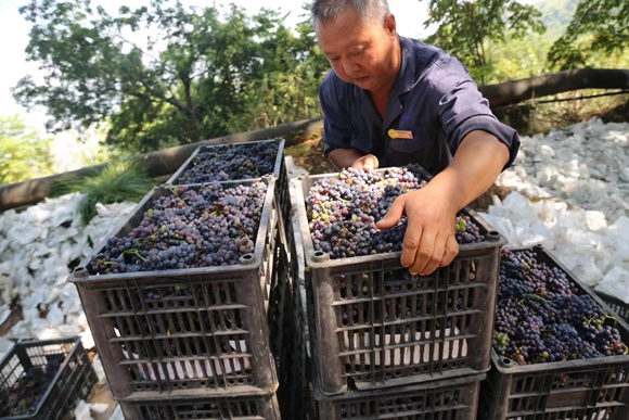 酿酒葡萄批量采摘。蔺市街道 供图