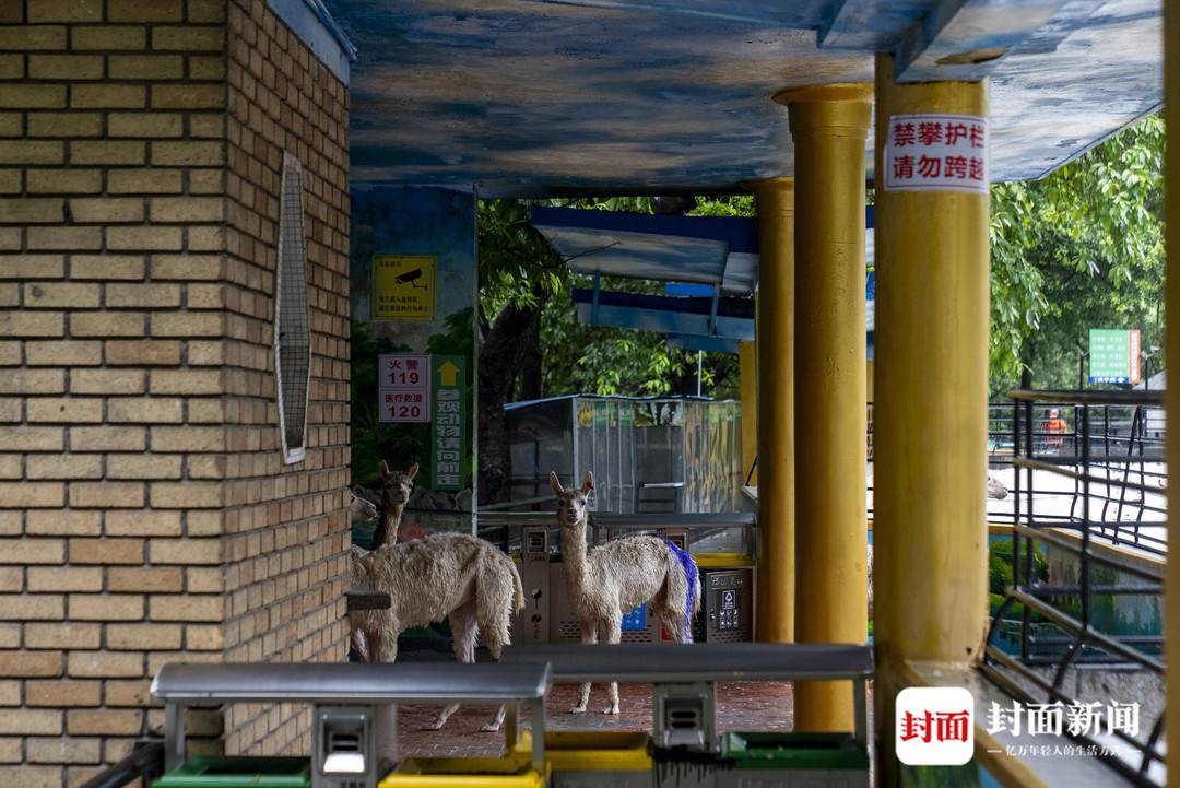 实探暴雨后的广东佛山动物园：积水深逾1米，没有动物受伤，未转移的猛兽“显得暴躁”5