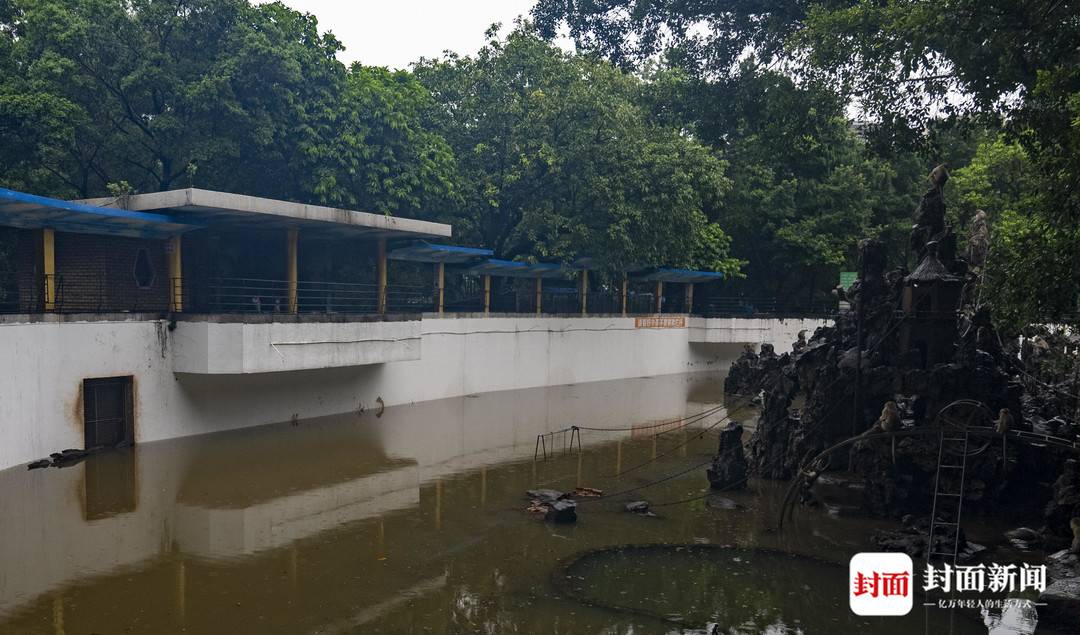 实探暴雨后的广东佛山动物园：积水深逾1米，没有动物受伤，未转移的猛兽“显得暴躁”4