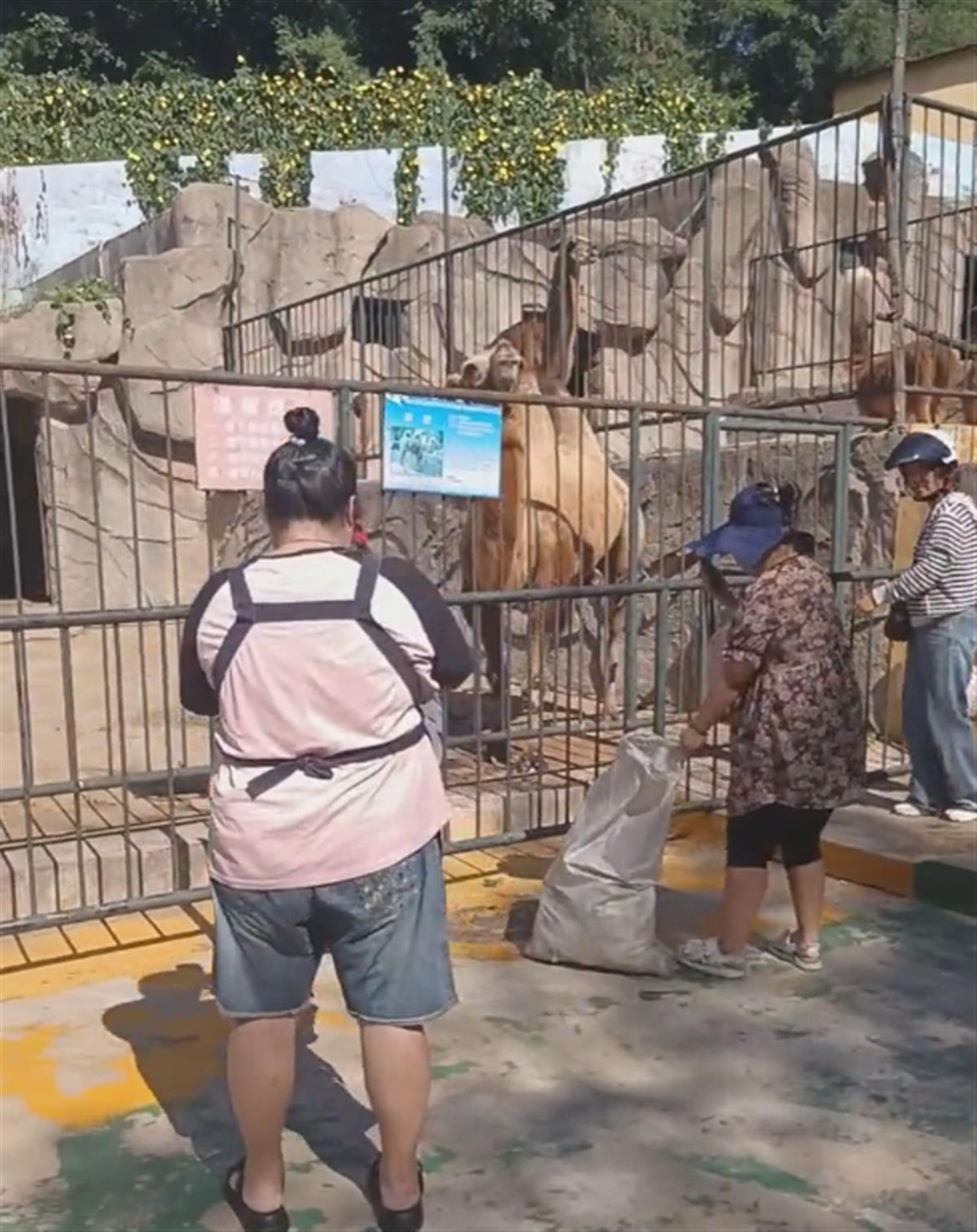大连市民自带蔬果去“断粮动物园”投喂，还给猴子准备了棒棒糖：放心，它们没饿瘦1
