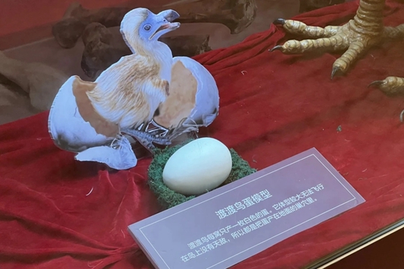 于2024年1月1日在重庆自然博物馆拉开大幕的“消逝的‘它’——渡渡鸟的世界”展览。重庆自然博物馆供图