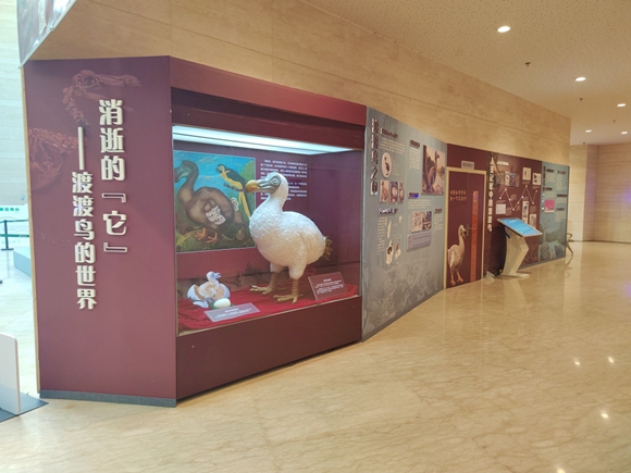 2024年1月1日，这种已经离开人类世界数百年的鸟儿，将“飞”进重庆自然博物馆，拉开“消逝的‘它’——渡渡鸟的世界” 展览大幕。