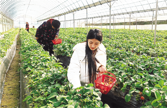 市民正在采摘草莓。记者 李达元 供图