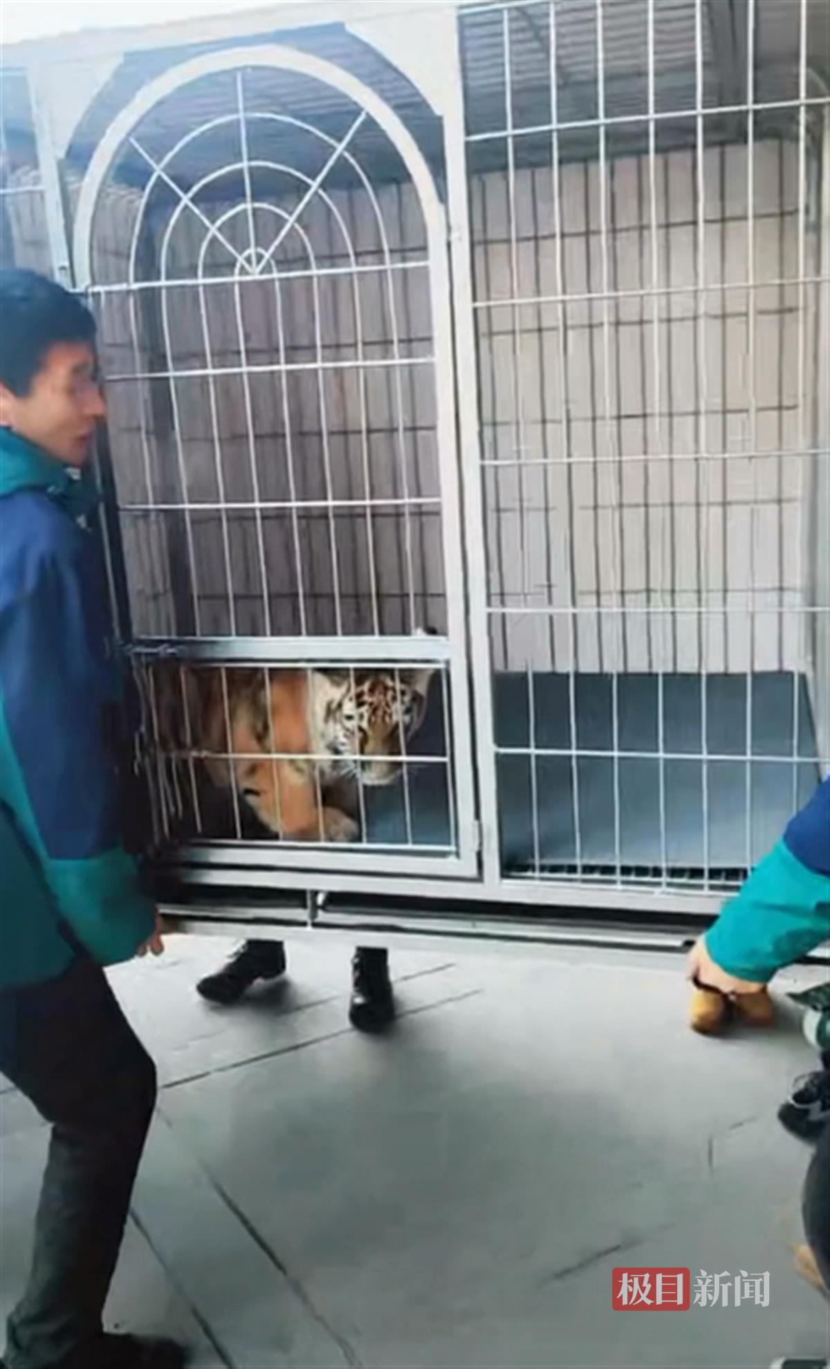 东北虎娃与“小砂糖橘”互动直播中断，长春文旅：孩子们累了，小朋友身心健康比流量更重要1